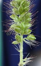  Inflorescence